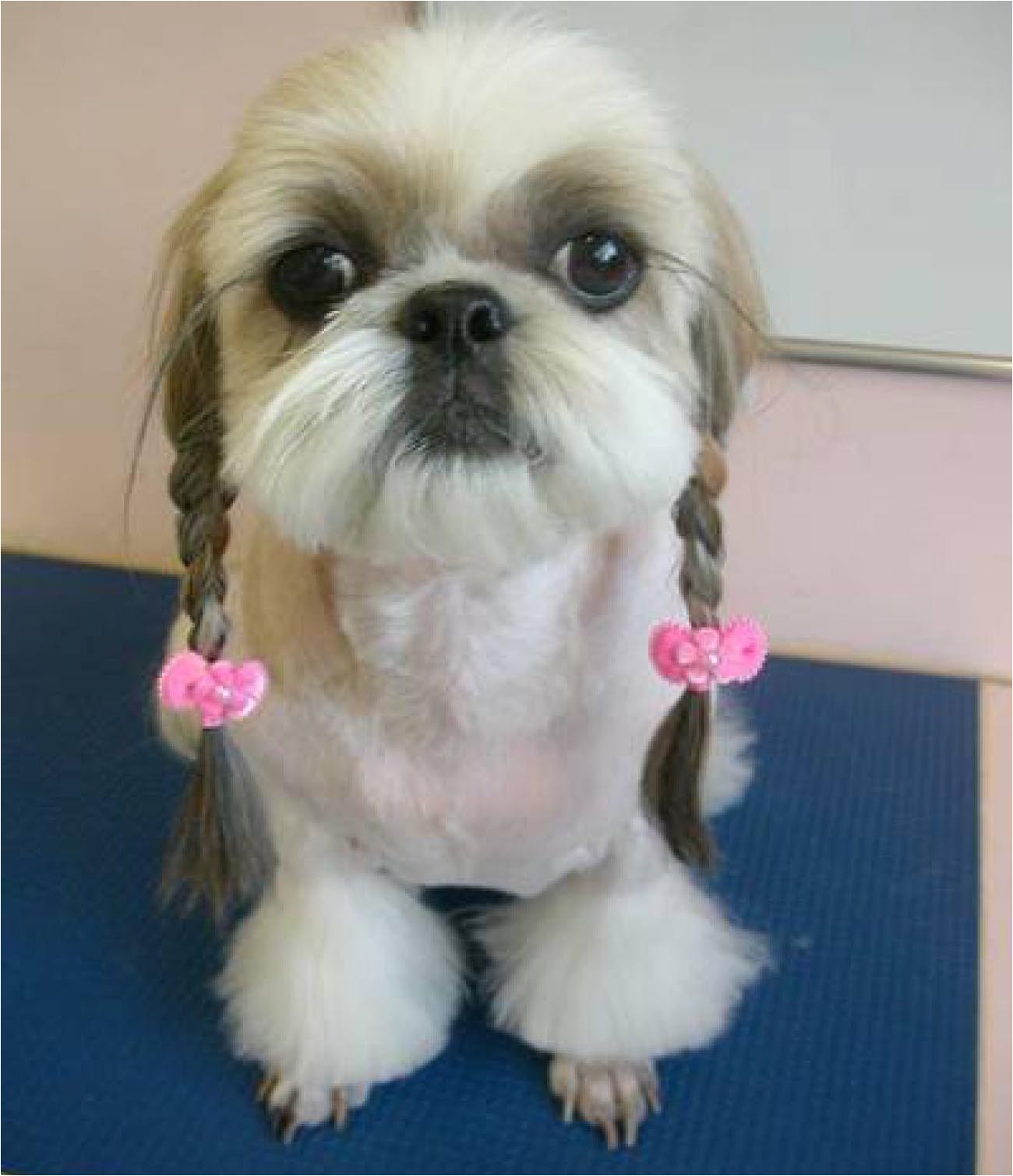 Cute Hairstyles for Dogs Dogs with Human Hairstyles Slapped Ham