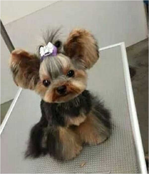 Cute Yorkie Hairstyles Yorkie Haircuts 100 Yorkshire Terrier Hairstyles