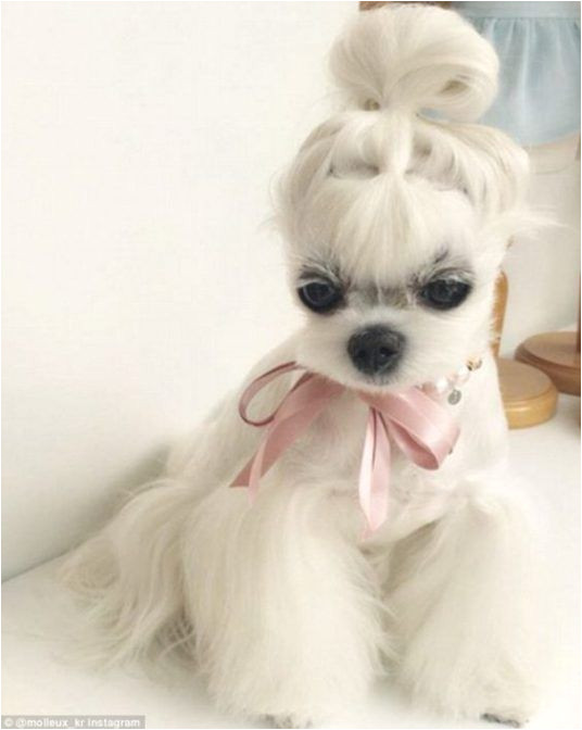 Haircuts for Dogs 15 Very Interesting and Funny Dog Haircuts Dogs