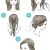 Cartoon Hairstyles Cute Simple Step by Step Illustrations Show Fun Ways to Style Your Hair