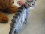 Cute Cat Hairstyles Clip Jobs the top 10 Weird and Bizarre Dog & Cat Haircuts