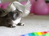 Cute Cat Hairstyles Cool Cats Haircuts