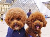 Cute Girls Hairstyles Dog Pooch Of Nyc & Little Fred Tinkles Wear their Personalised