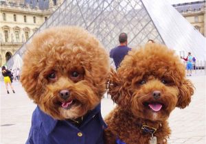 Cute Girls Hairstyles Dog Pooch Of Nyc & Little Fred Tinkles Wear their Personalised