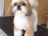 Cute Girls Hairstyles Dog Shih Tzu Affectionate and Playful Shih Tzu Pinterest