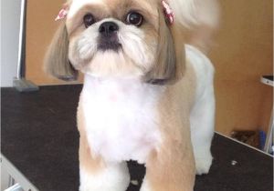 Cute Girls Hairstyles Dog Shih Tzu Affectionate and Playful Shih Tzu Pinterest