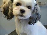 Cute Girls Hairstyles Puppy Best 20 Dog Haircuts Ideas On Pinterest