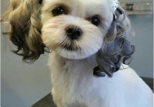 Cute Girls Hairstyles Puppy Best 20 Dog Haircuts Ideas On Pinterest