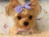 Cute Girls Hairstyles Puppy Best 25 Teacup Yorkie Ideas On Pinterest