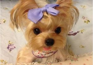 Cute Girls Hairstyles Puppy Best 25 Teacup Yorkie Ideas On Pinterest