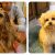 Cute Girls Hairstyles Puppy Braidy Bath Night Puppy Hygiene