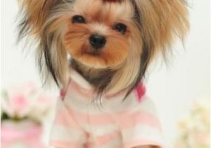 Cute Girls Hairstyles Puppy Cute Yorkie Haircuts