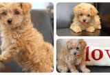 Cute Girls Hairstyles Puppy Newest Addition to Cgh Family