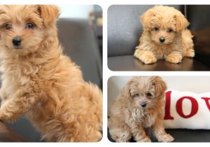 Cute Girls Hairstyles Puppy Newest Addition to Cgh Family