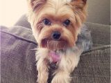 Cute Girls Hairstyles Puppy top 105 Latest Yorkie Haircuts Yorkshire