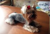 Cute Girls Hairstyles Puppy top 105 Latest Yorkie Haircuts Yorkshire