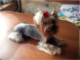 Cute Girls Hairstyles Puppy top 105 Latest Yorkie Haircuts Yorkshire