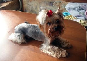 Cute Girls Hairstyles Puppy top 105 Latest Yorkie Haircuts Yorkshire