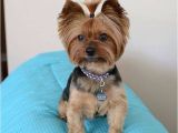 Cute Hairstyles for Dogs 21 Best Yorkie Haircuts Images On Pinterest