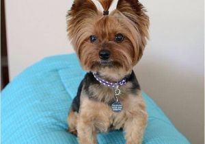 Cute Hairstyles for Dogs 21 Best Yorkie Haircuts Images On Pinterest