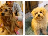 Cute Hairstyles for Dogs Braidy Bath Night Puppy Hygiene