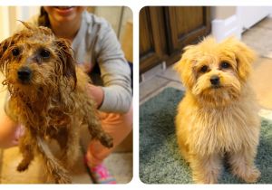 Cute Hairstyles for Dogs Braidy Bath Night Puppy Hygiene