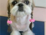 Cute Hairstyles for Dogs Dogs with Human Hairstyles Slapped Ham