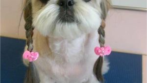 Cute Hairstyles for Dogs Dogs with Human Hairstyles Slapped Ham