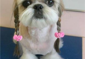 Cute Hairstyles for Dogs Dogs with Human Hairstyles Slapped Ham