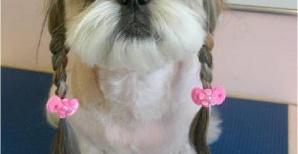 Cute Hairstyles for Dogs Dogs with Human Hairstyles Slapped Ham