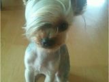 Cute Hairstyles for Dogs Emo Hair Dog Dani Mccurtain Omg It Kind Of Looks Like