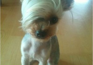 Cute Hairstyles for Dogs Emo Hair Dog Dani Mccurtain Omg It Kind Of Looks Like