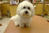 Cute Hairstyles for Dogs Maltese Haircuts Styles Pictures
