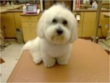 Cute Hairstyles for Dogs Maltese Haircuts Styles Pictures