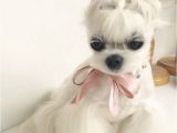 Cute Hairstyles for Dogs Miho the Maltese S Enviable Hairstyles are Better Than