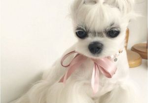 Cute Hairstyles for Dogs Miho the Maltese S Enviable Hairstyles are Better Than