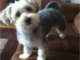 Cute Hairstyles for Dogs Morkie Puppy so Cute for My Puppy Pinterest