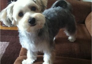 Cute Hairstyles for Dogs Morkie Puppy so Cute for My Puppy Pinterest