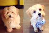 Cute Hairstyles for Dogs these Pets Look Adorable In their New Haircuts