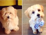 Cute Hairstyles for Dogs these Pets Look Adorable In their New Haircuts