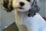 Cute Maltese Hairstyles 15 Maltese Haircuts & Hairstyles White Fluffy and