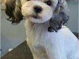 Cute Maltese Hairstyles 15 Maltese Haircuts & Hairstyles White Fluffy and