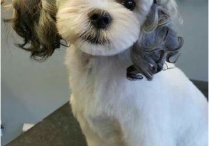 Cute Maltese Hairstyles 15 Maltese Haircuts & Hairstyles White Fluffy and