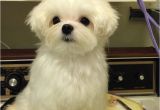 Cute Maltese Hairstyles 17 Best Images About Maltese Haircuts On Pinterest