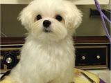 Cute Maltese Hairstyles 17 Best Images About Maltese Haircuts On Pinterest