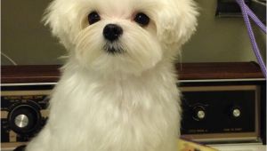 Cute Maltese Hairstyles 17 Best Images About Maltese Haircuts On Pinterest