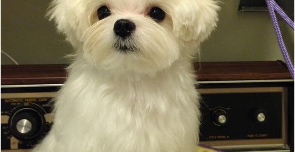 Cute Maltese Hairstyles 17 Best Images About Maltese Haircuts On Pinterest