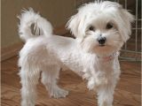 Cute Maltese Hairstyles Cute Maltipoo Haircuts