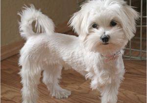 Cute Maltese Hairstyles Cute Maltipoo Haircuts