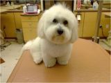 Cute Maltese Hairstyles Maltese Haircuts Styles Pictures